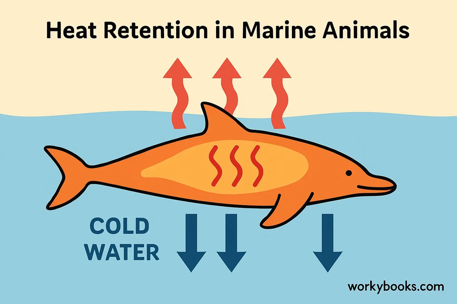 Diagram showing blubber's insulating properties