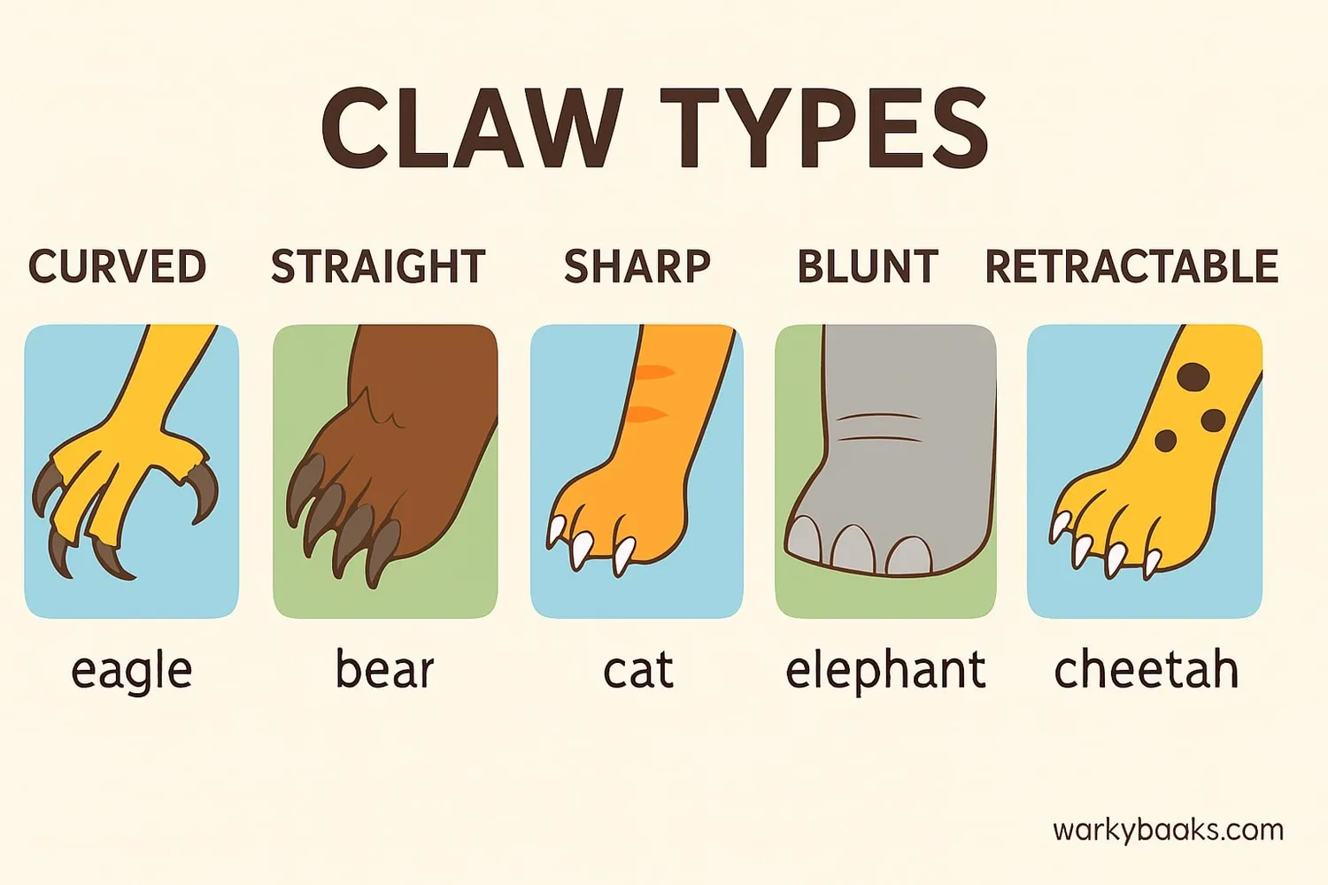 Illustration showing Different types of animal claws