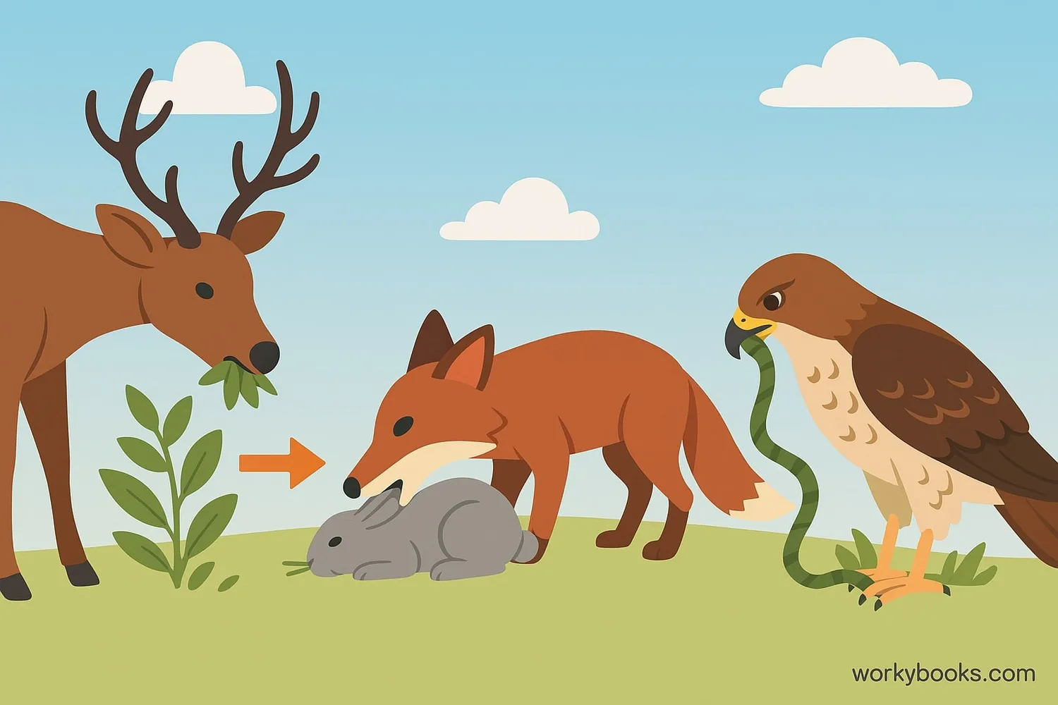 Illustration showing consumers in a food chain