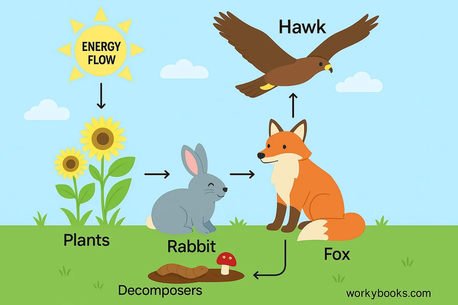Illustration showing Energy flow through consumers in an ecosystem