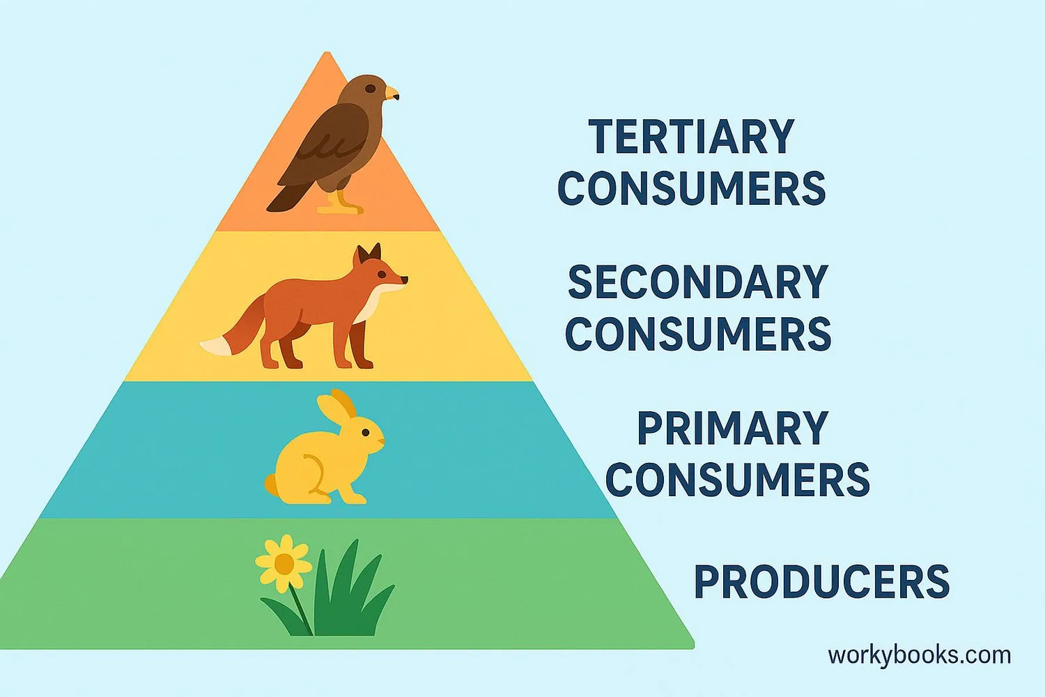 Diagram of trophic levels in a food chain