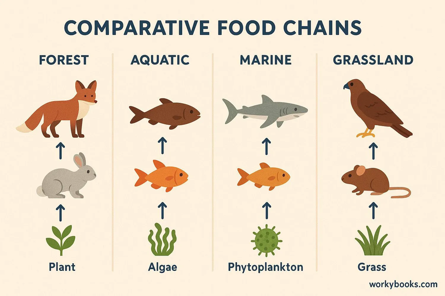 Illustration of Comparison of forest, aquatic and grassland food chains
