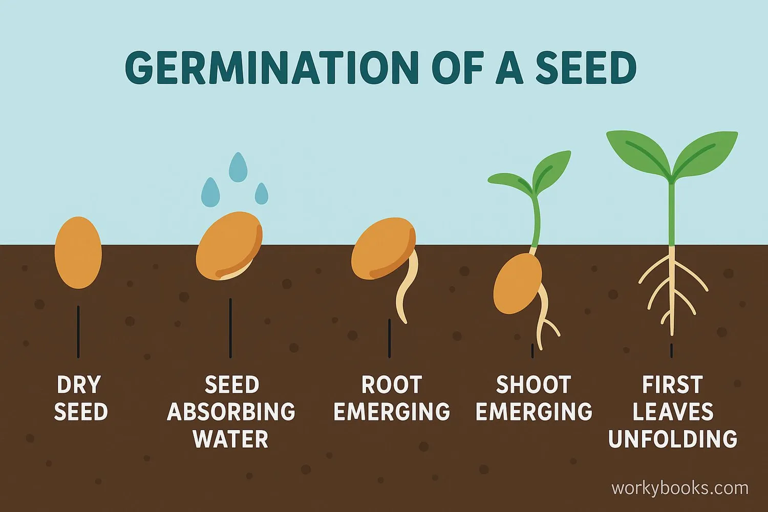 Stages of seed germination diagram