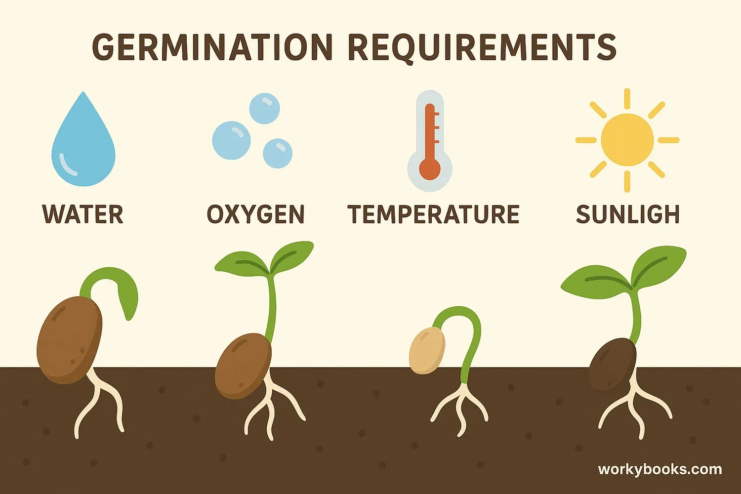Four requirements for germination: water, oxygen, temperature, and light
