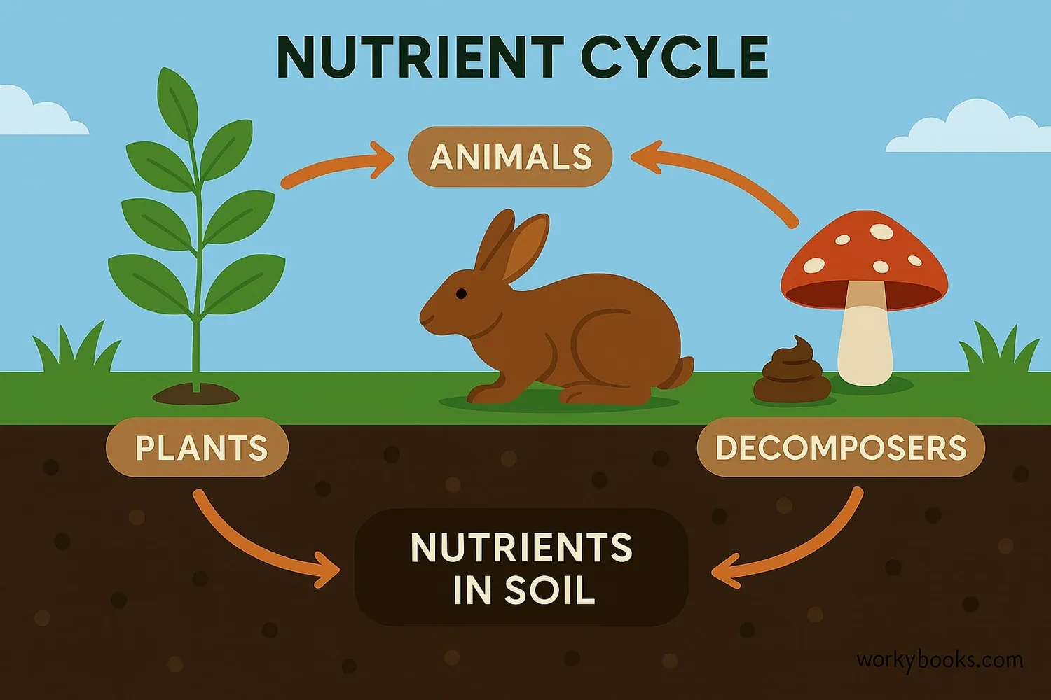 Illustration showing the nutrient cycle: Plants growing from soil enriched by decomposers, animals eating plants, decomposers breaking down waste