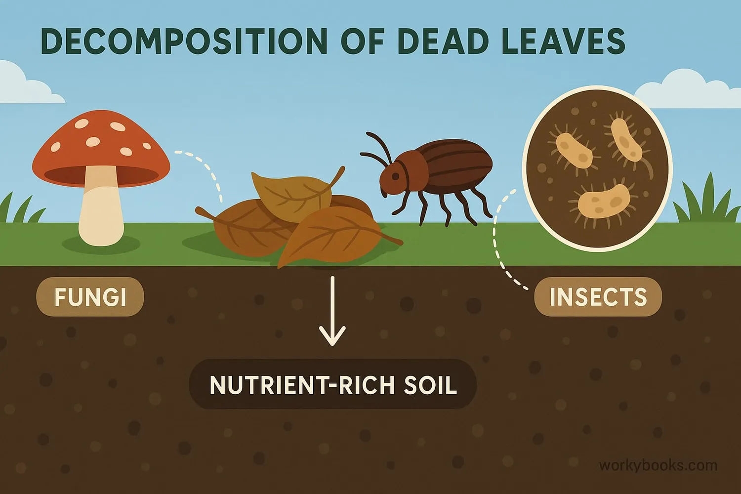 Diagram showing decomposition process: Dead leaves on the ground being broken down by fungi, insects, and bacteria into soil nutrients