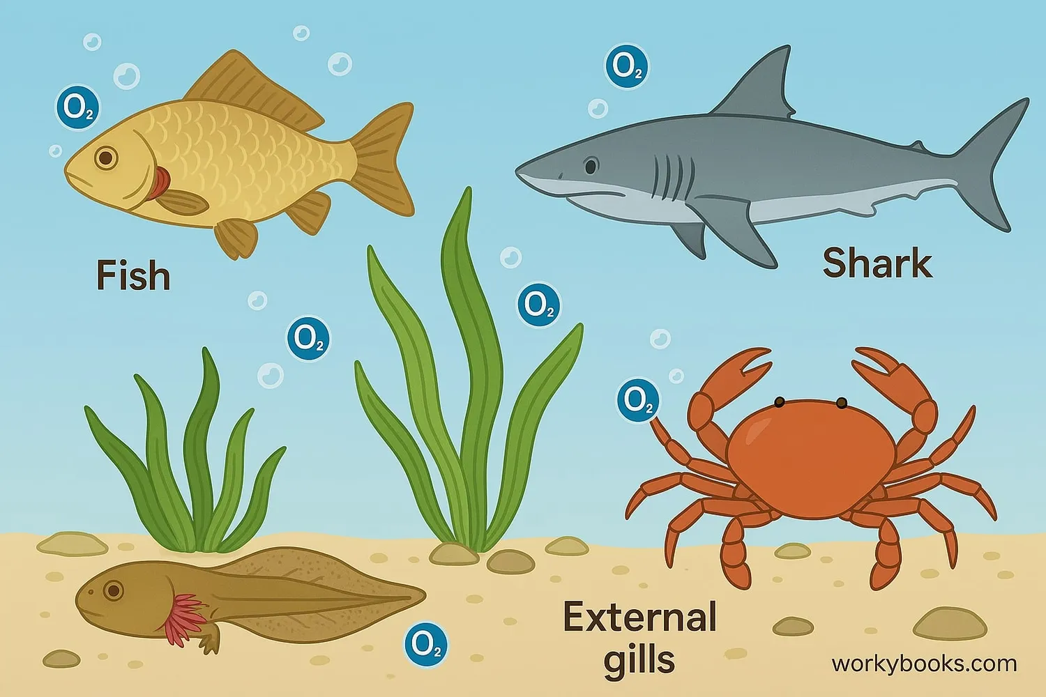 Illustration showing the importance of gills in aquatic ecosystems