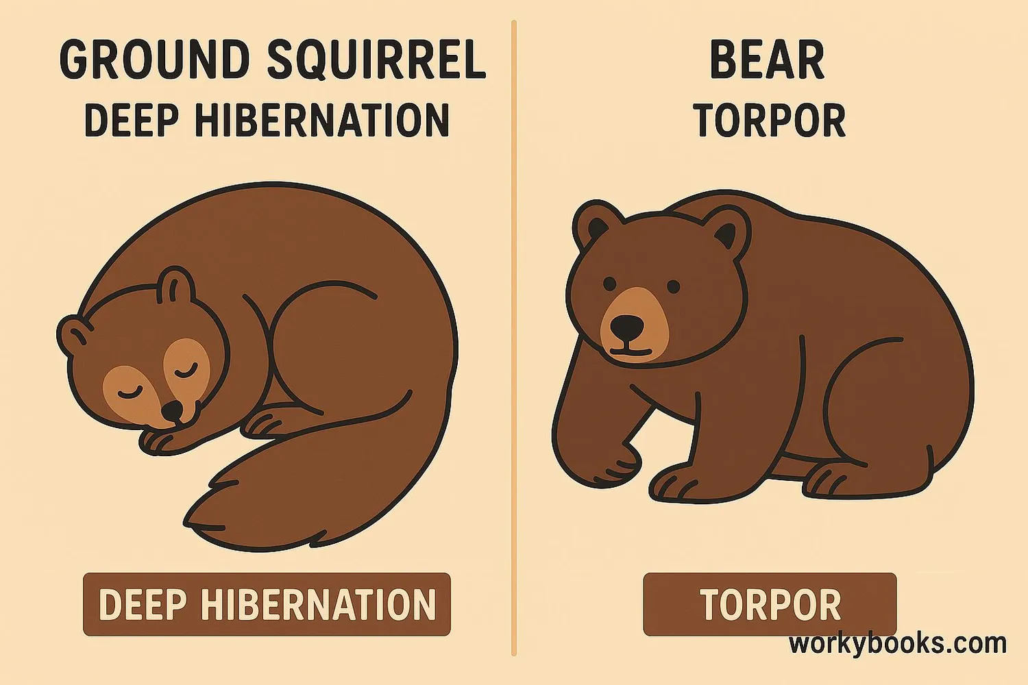 Illustration showing different hibernation states