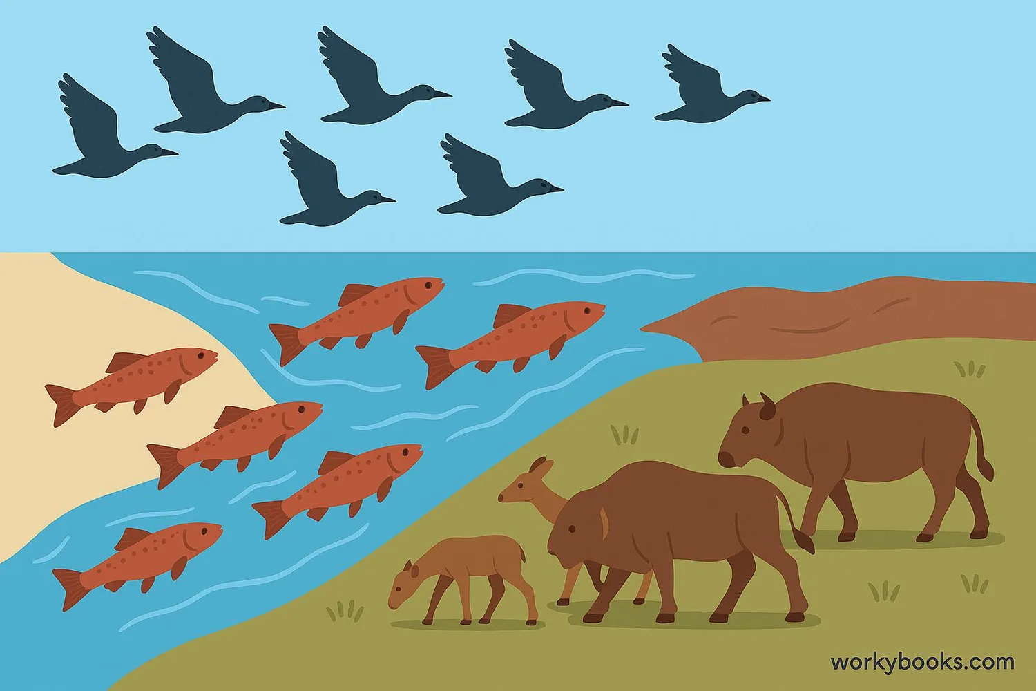 Diagram showing different migration patterns