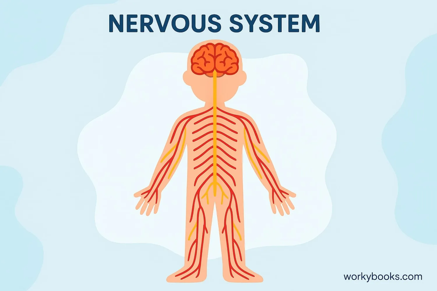 Diagram of the nervous system showing brain, spinal cord and nerves