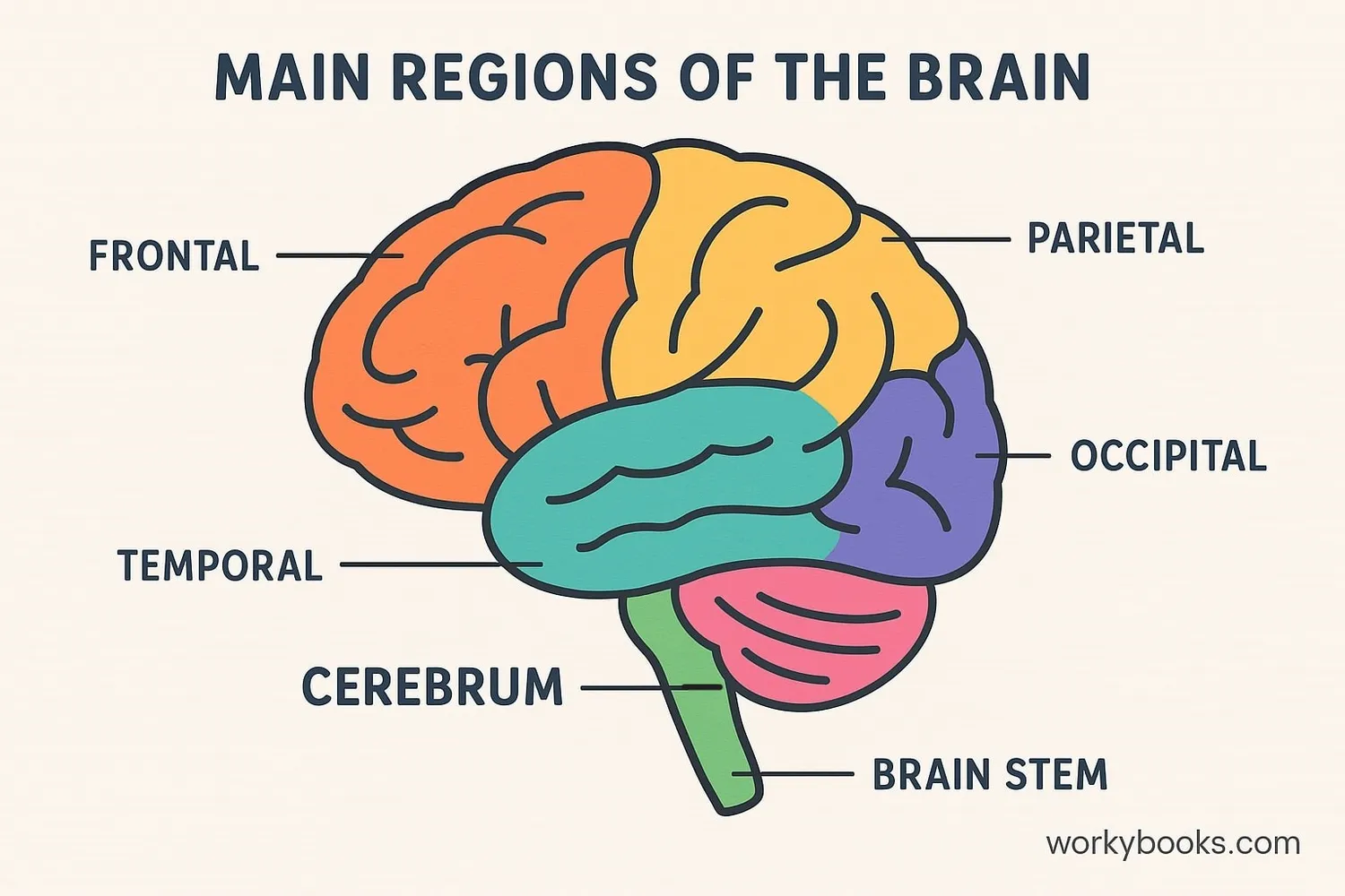  Different parts of the brain have special jobs