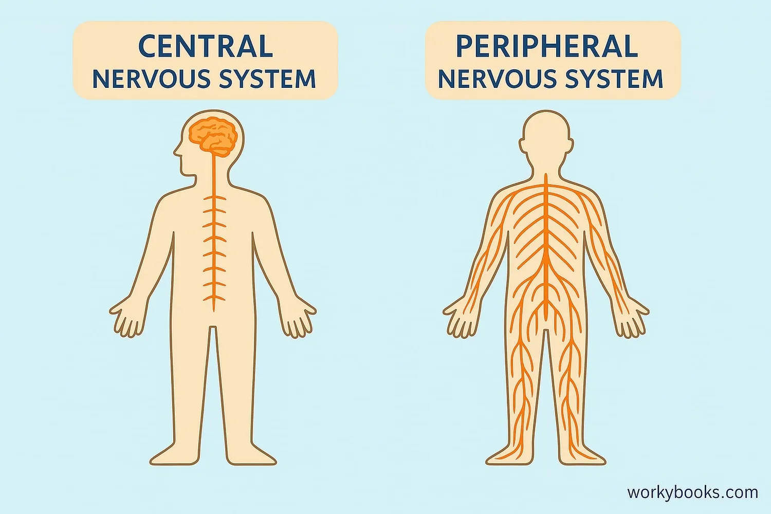 Central and peripheral nervous systems