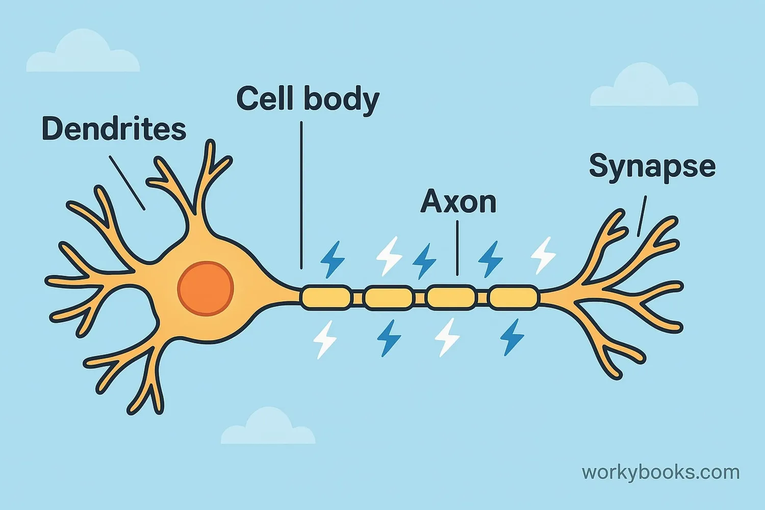 Structure of a neuron and nerve impulse transmission
