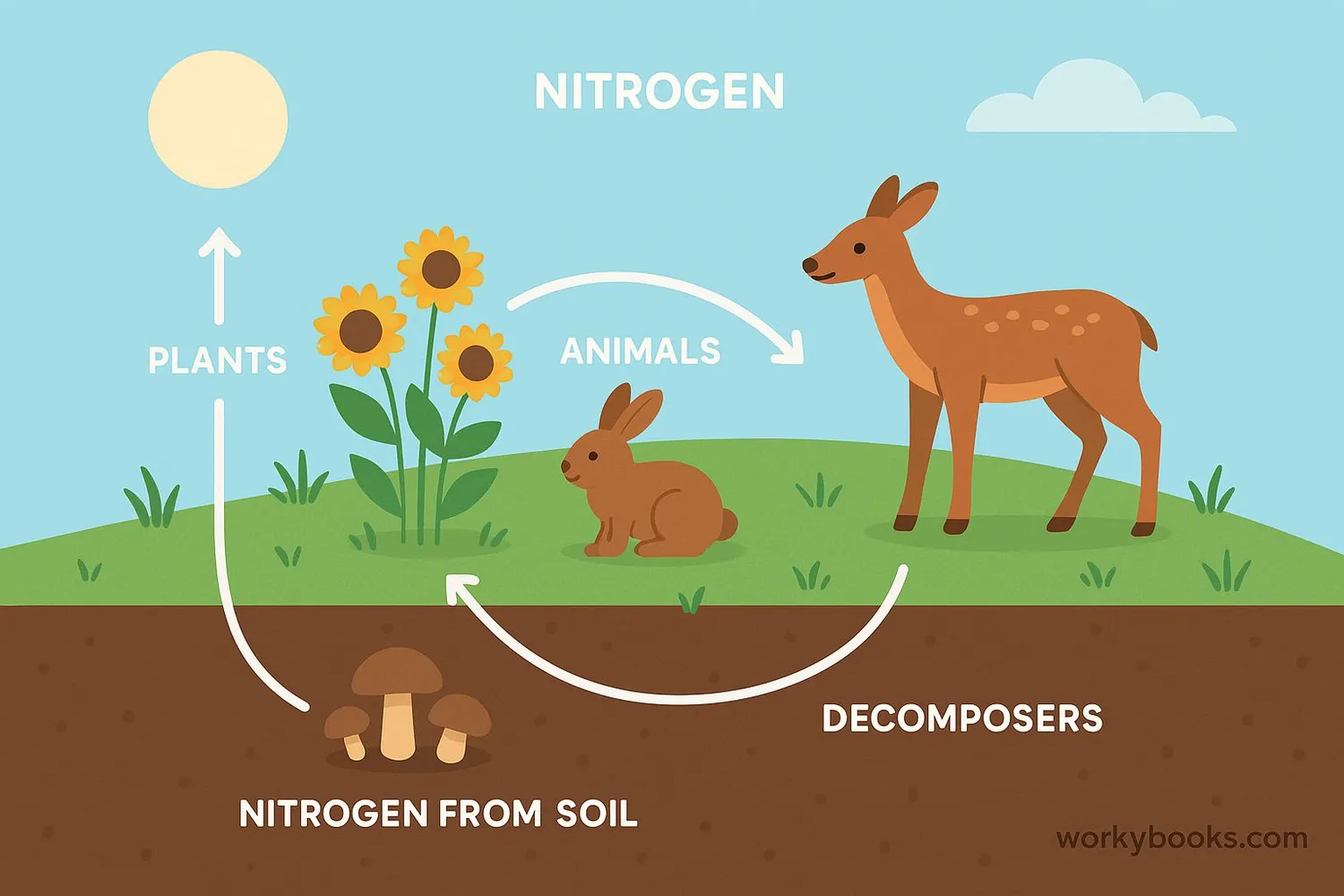Illustration showing plants growing with nitrogen, animals eating plants, and decomposers recycling nitrogen