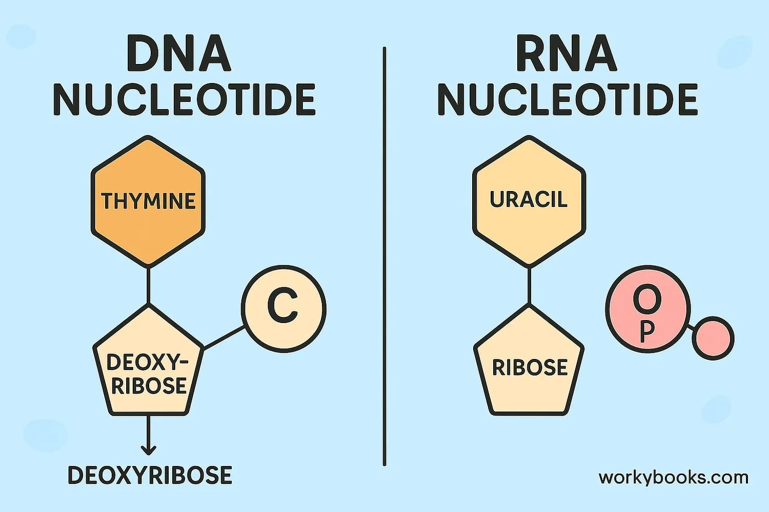 Comparison of DNA and RNA structures showing nucleotide differences