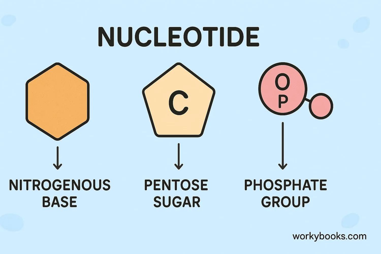 Diagram showing the three components of a nucleotide