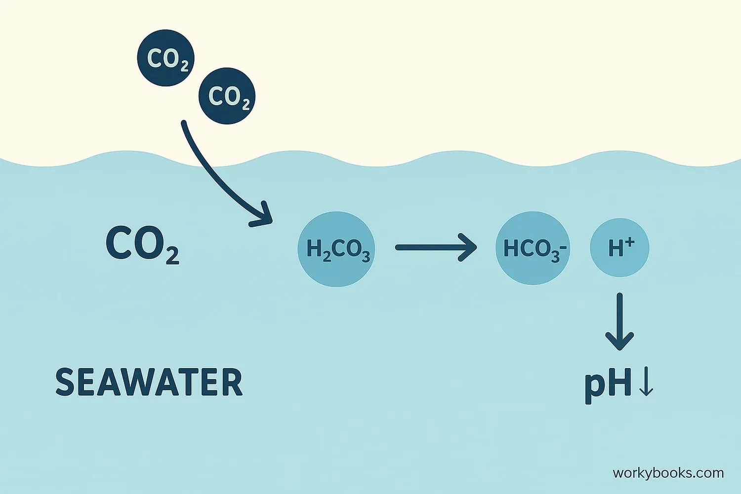 Diagram showing the chemical process of ocean acidification