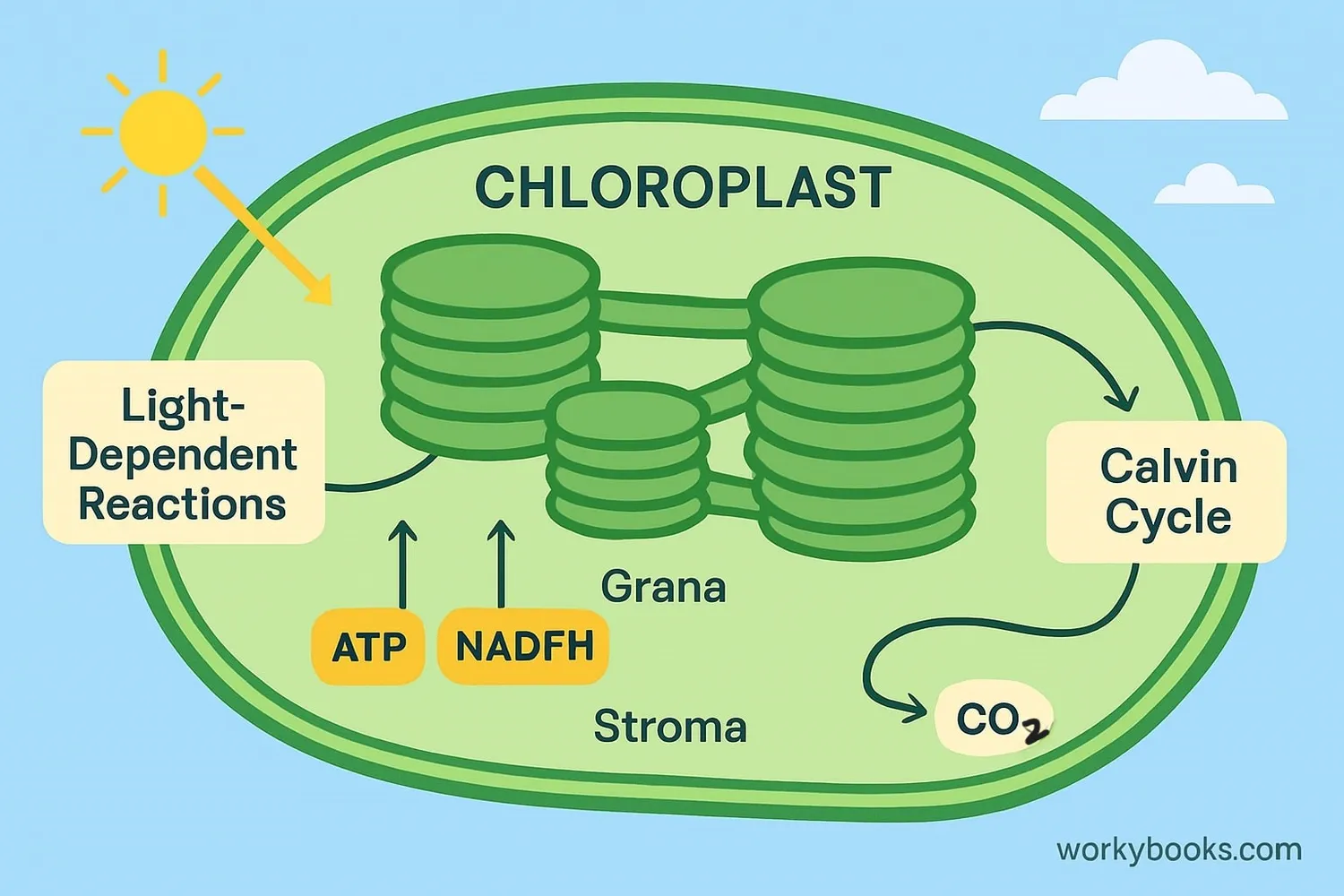 Diagram showing photosynthesis inside a chloroplast