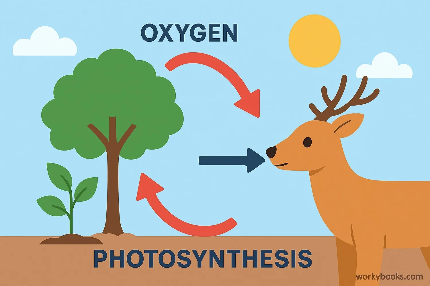 Illustration showing the oxygen cycle between plants and animals