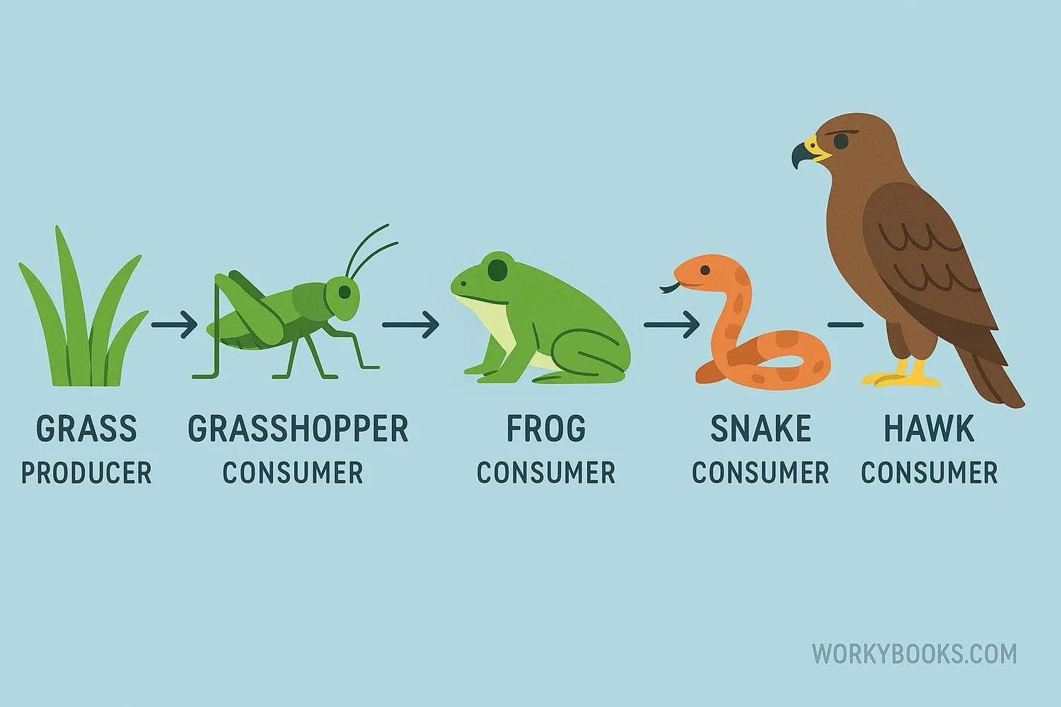 Illustration showing a food chain