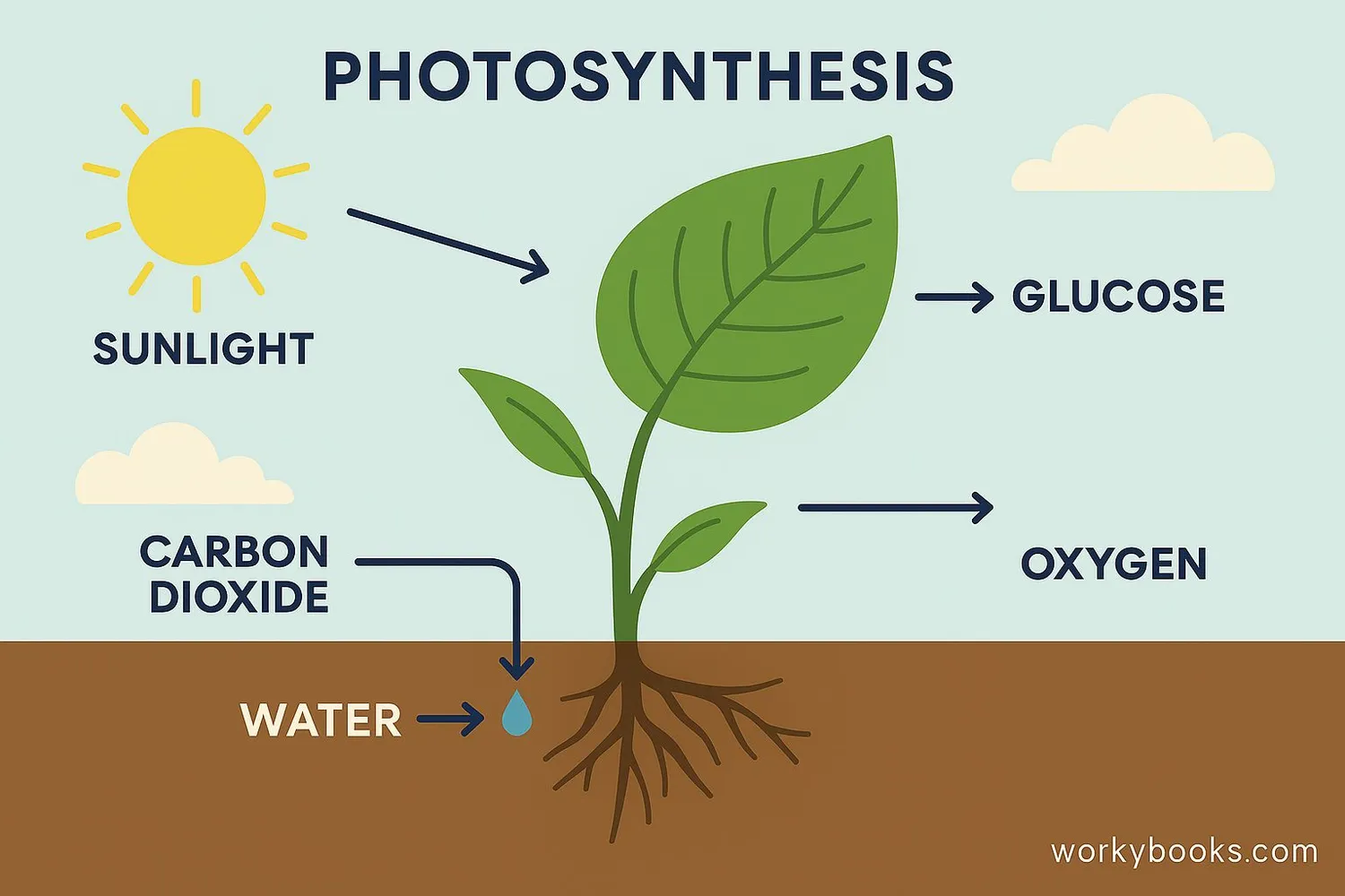 Diagram showing photosynthesis