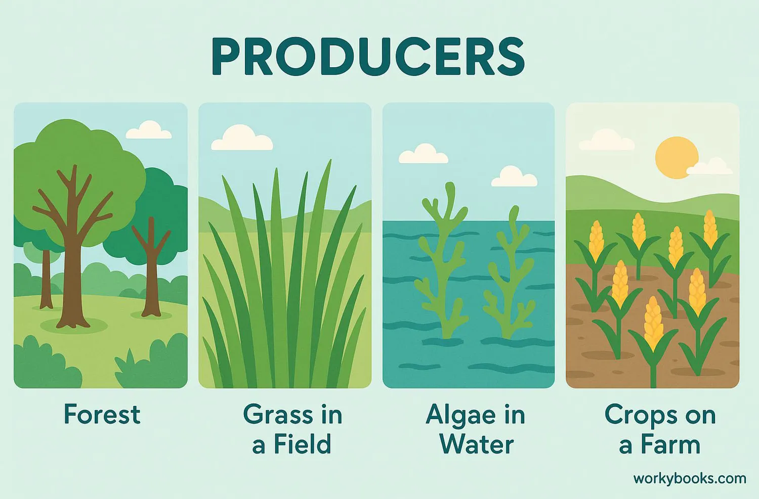 Visual representation of producers in nature