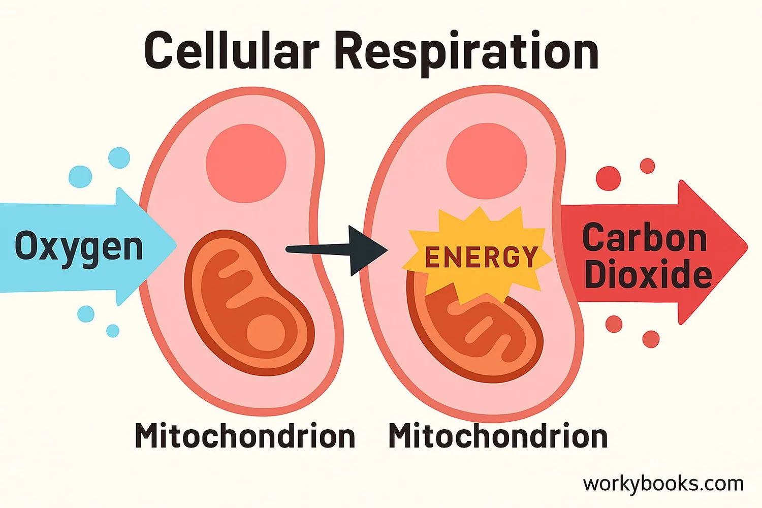 Visual representation of respiration process in cells