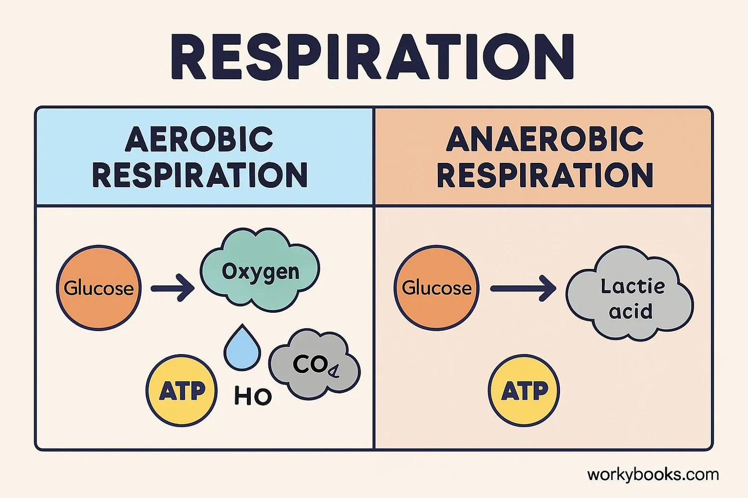 Comparison of aerobic and anaerobic respiration