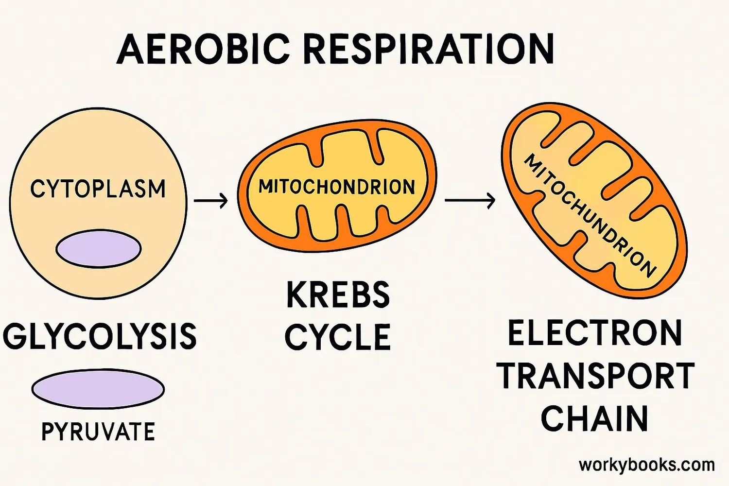 Diagram showing the stages of cellular respiration