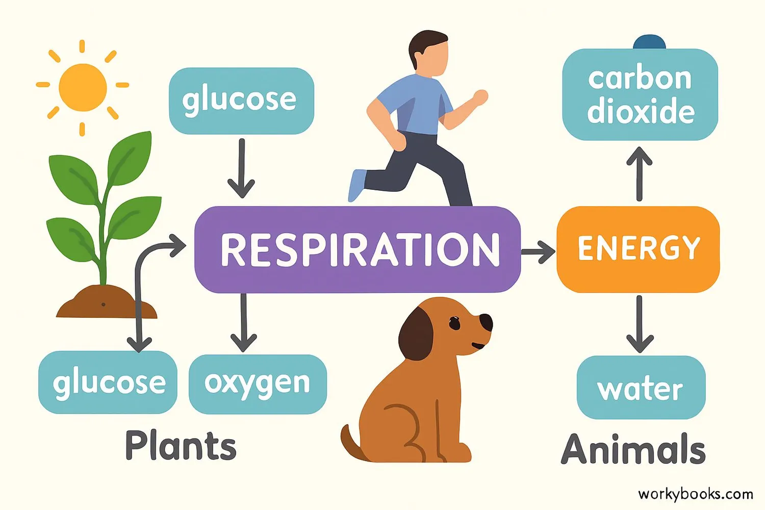Illustration showing the role of respiration in the energy cycle