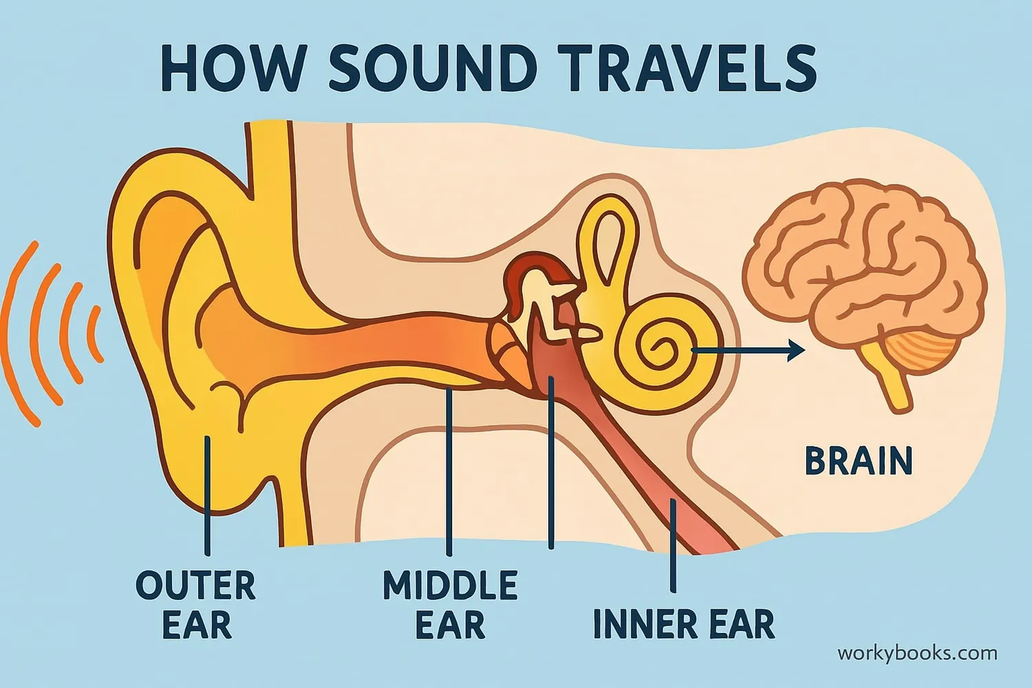 Diagram of the human hearing system