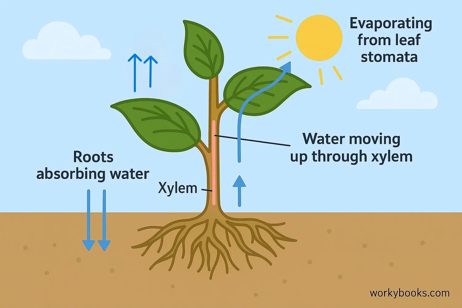 Diagram of the transpiration process in plants