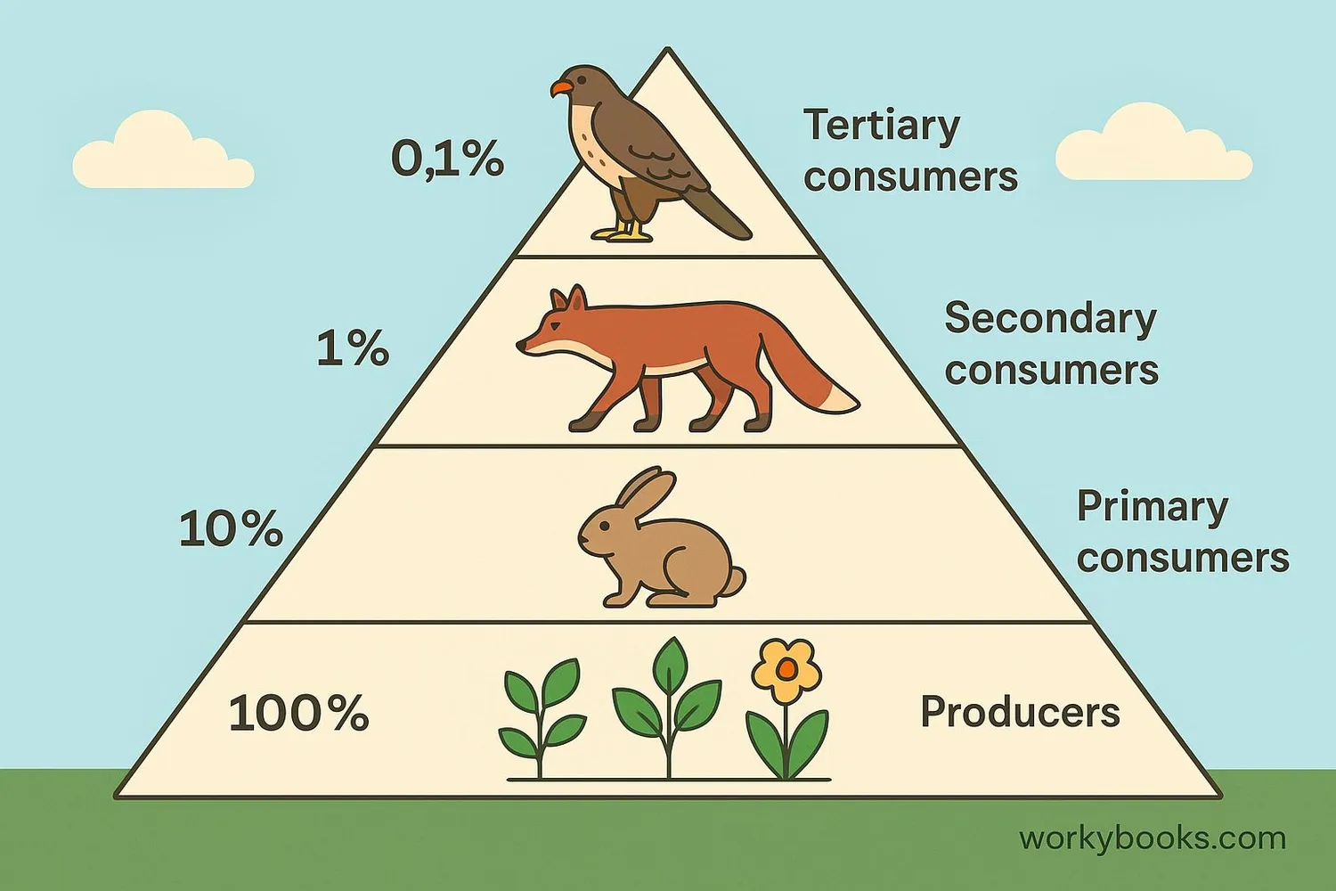 Energy pyramid showing decreasing energy at each trophic level