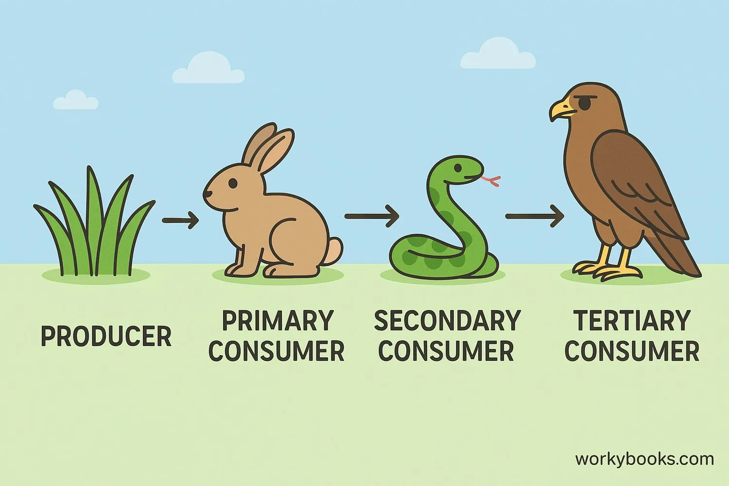 Examples of organisms at different trophic levels in a food chain