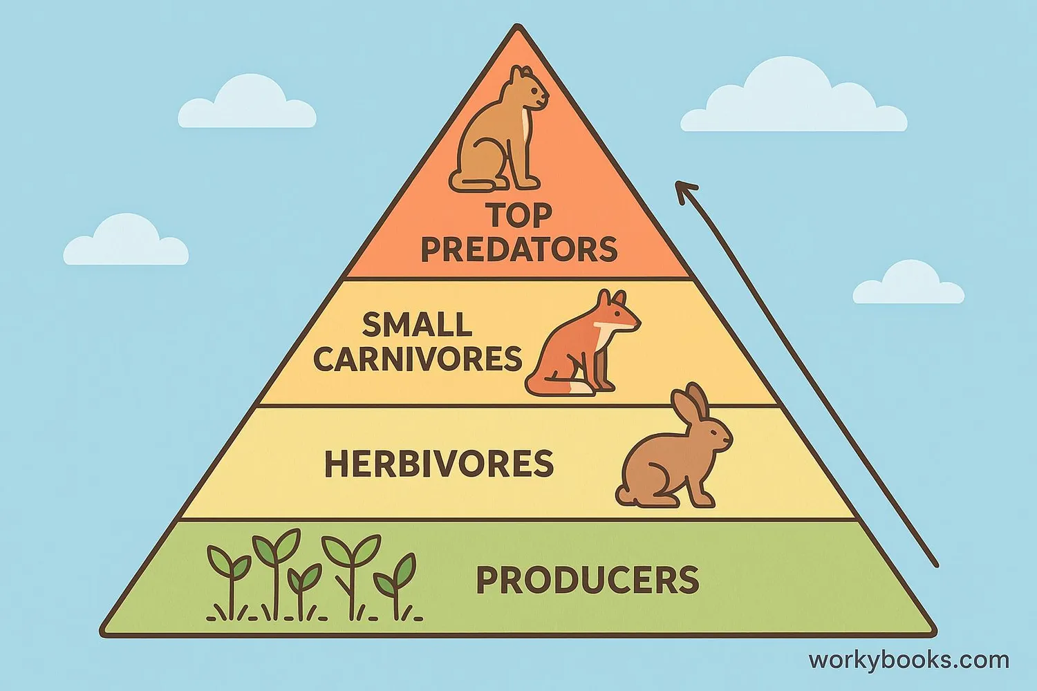 Trophic level pyramid showing producers, primary consumers, secondary consumers, and tertiary consumers