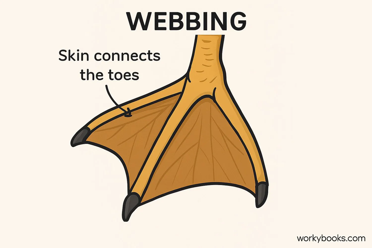 Illustration showing webbed feet structure
