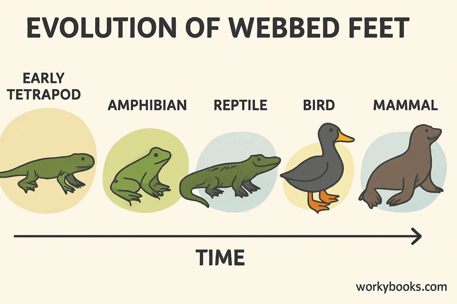 Evolutionary timeline showing development of webbed feet
