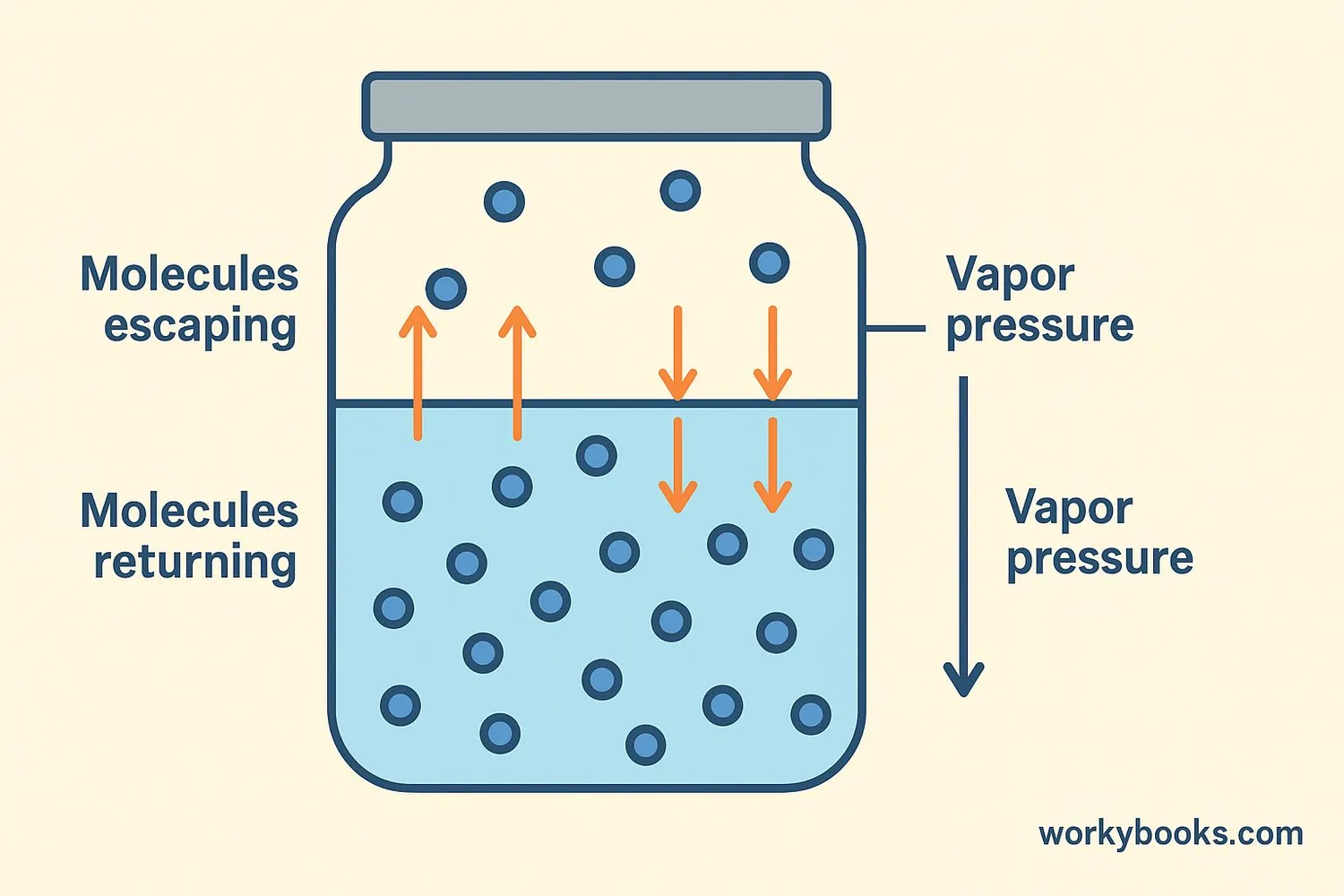 Diagram showing vapor pressure in a closed container
