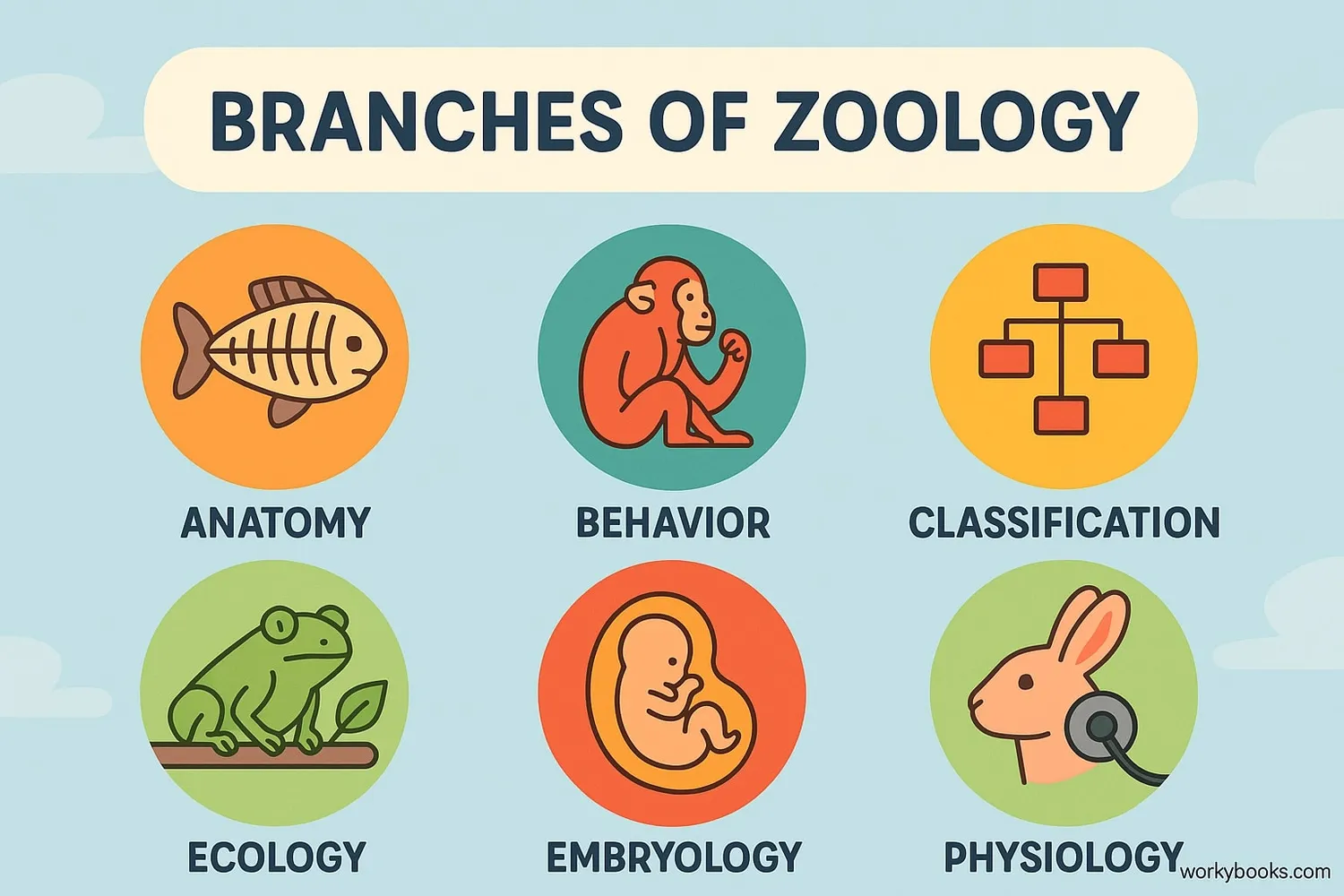 Diagram of the different branches of zoology