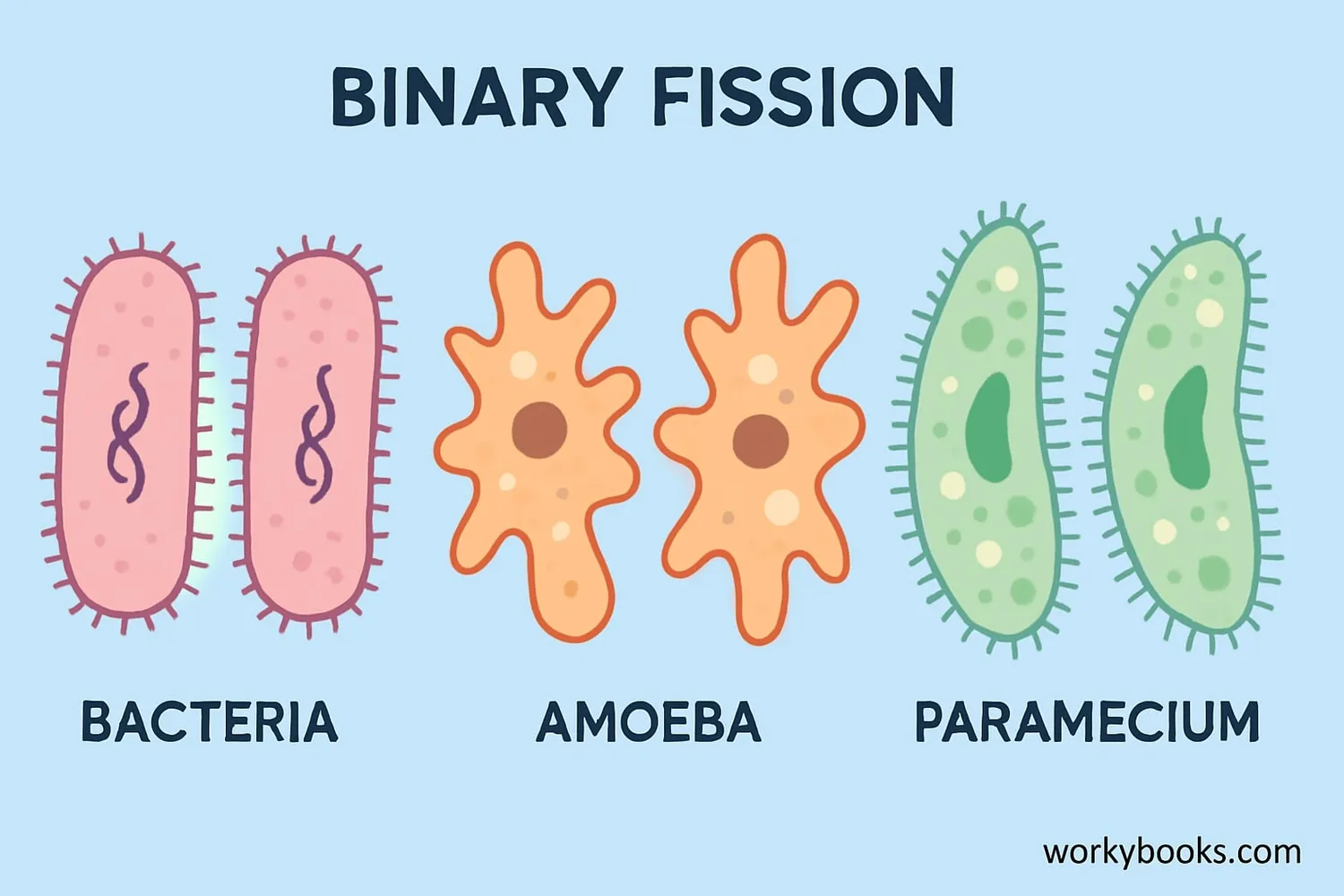 Organisms that use binary fission