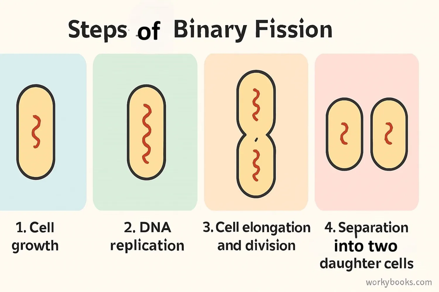 Diagram of the binary fission process