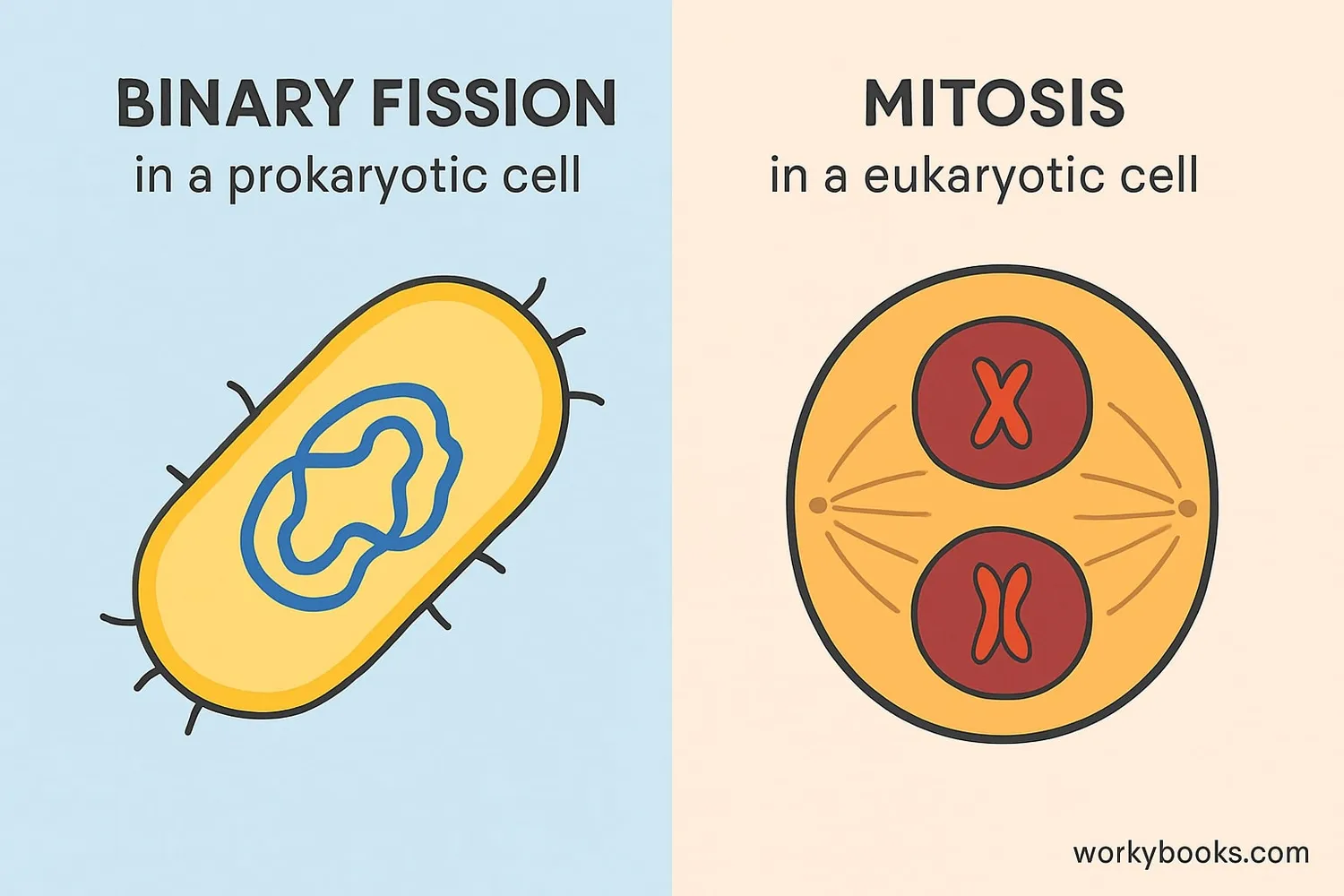 Comparison of binary fission and mitosis