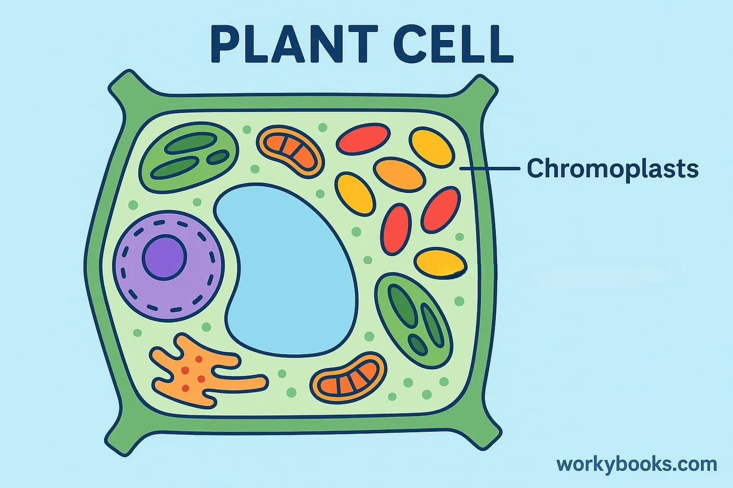 Visual representation of a plant cell highlighting chromoplasts