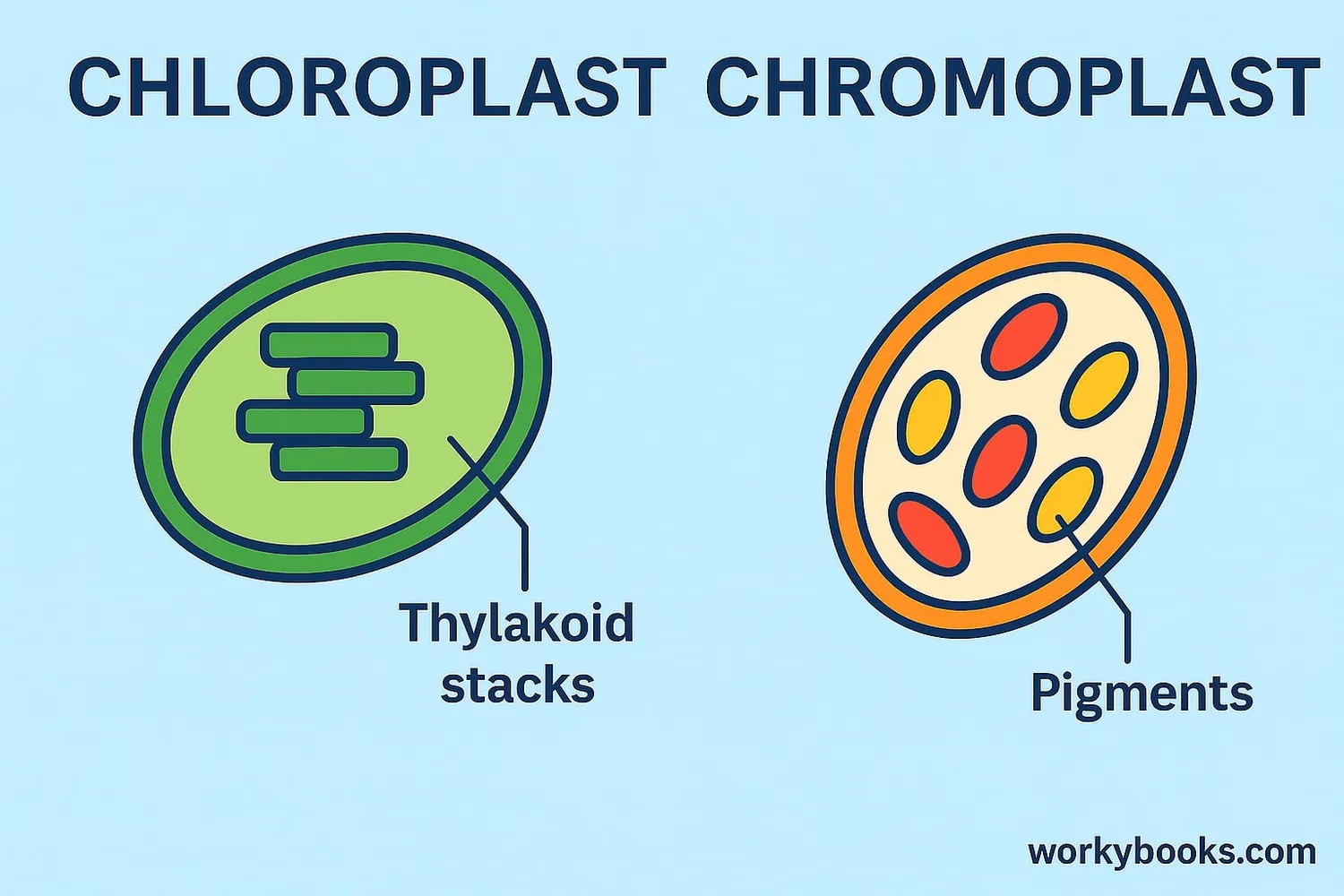 Comparison diagram showing chloroplasts and chromoplasts