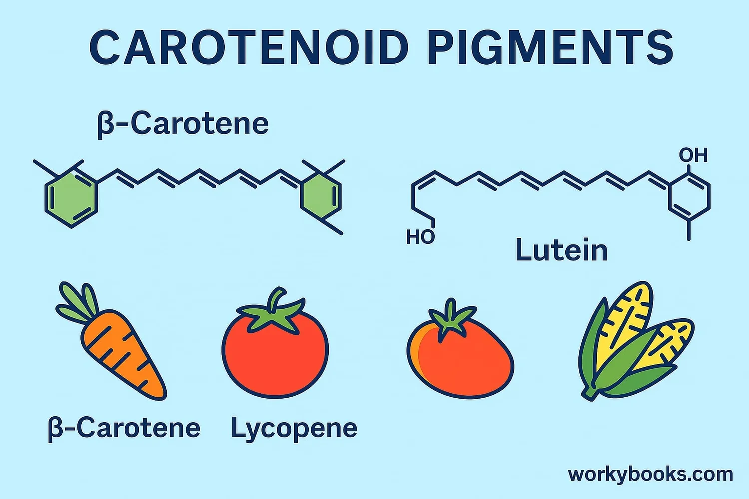 Illustration showing different pigments in chromoplasts