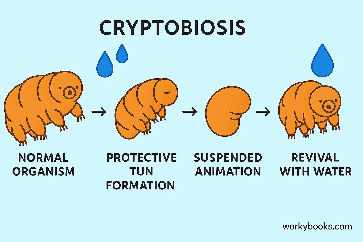 Cryptobiosis process diagram