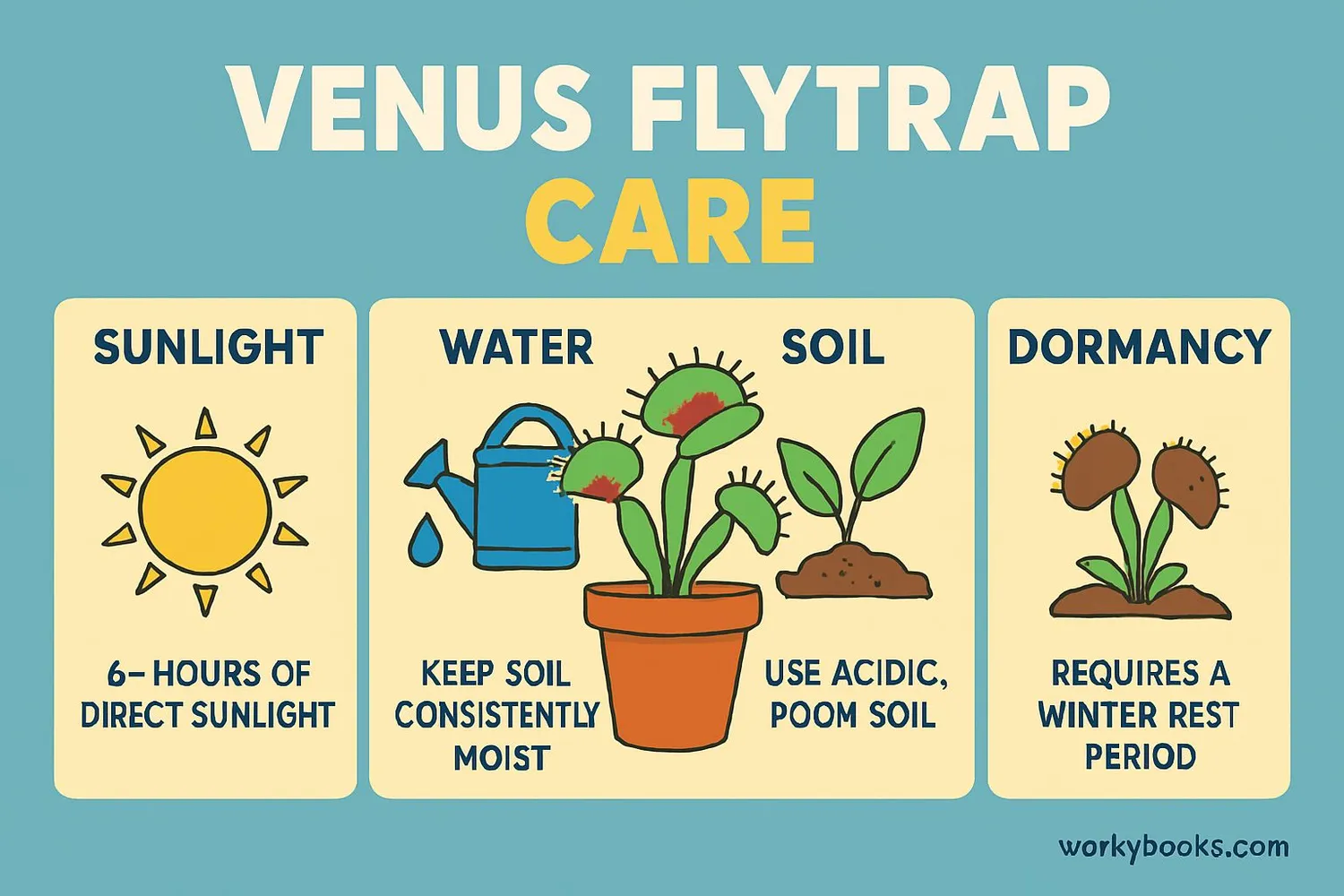 Venus Flytrap care guide
