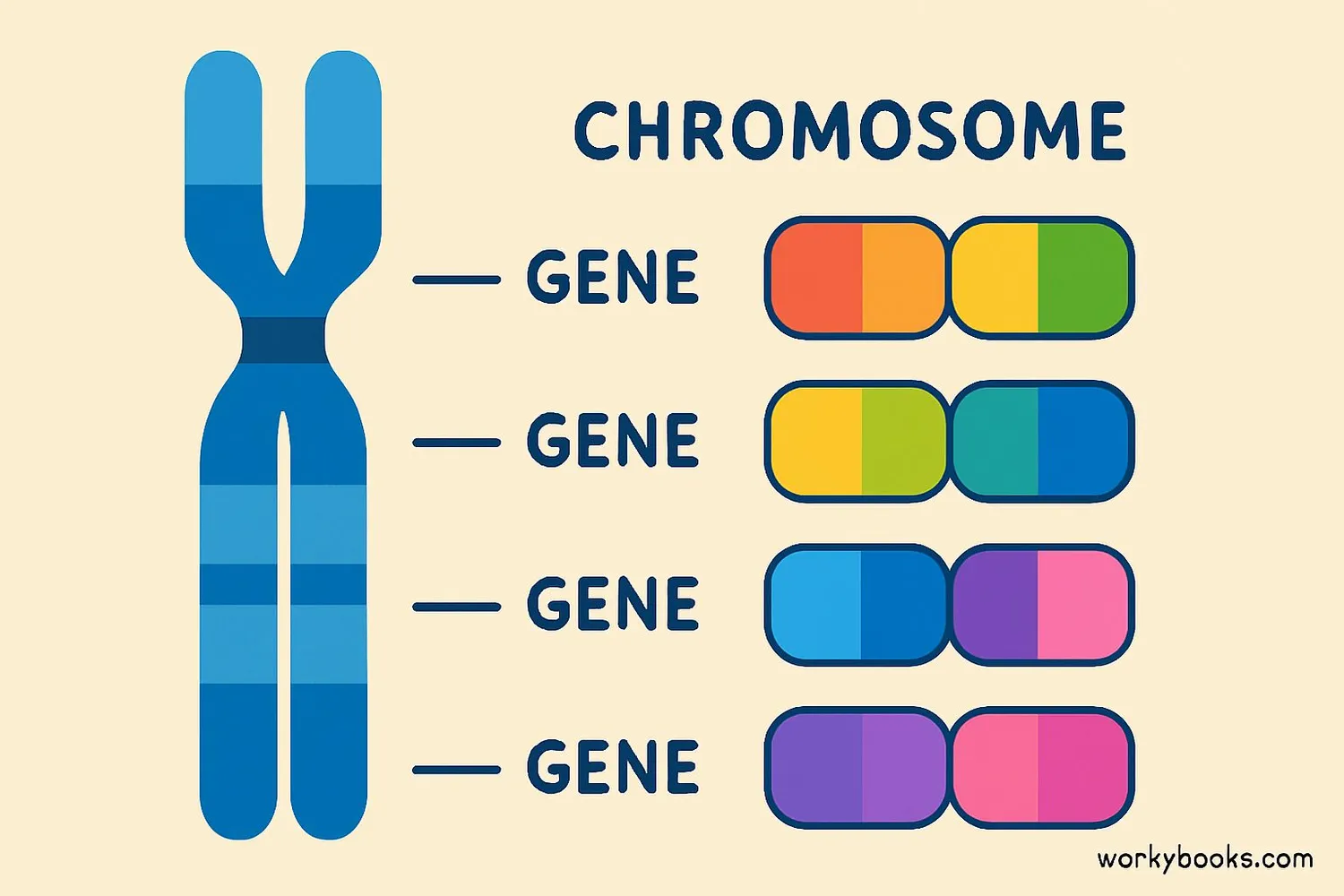 Chromosome showing different allele versions of a gene