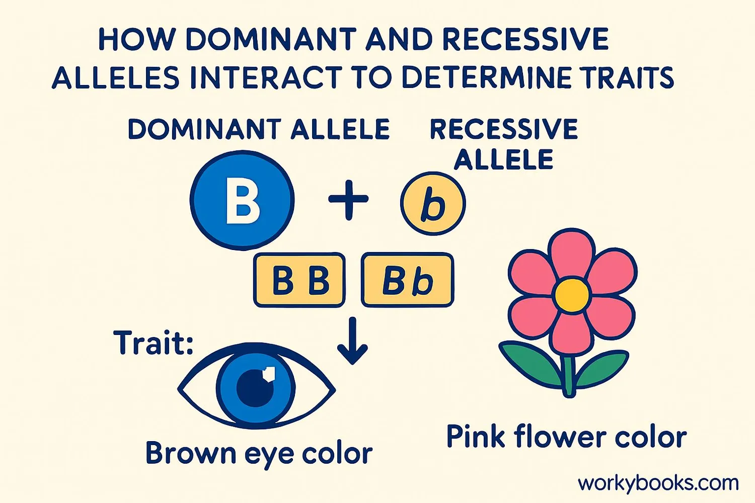 Diagram showing how dominant and recessive alleles work together