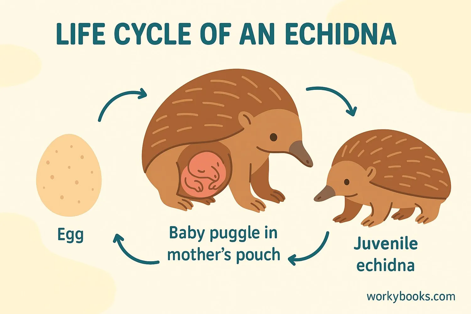 Illustration showing echidna life cycle